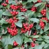 Cotoneaster Hybridus Pendulus | 12 Lt Pot -All Plants Sales Store TR30000023 7db8