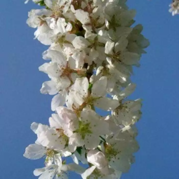 Prunus Snow Showers | 12 Lt Pot 3 Prunus Snow Showers | 12 Lt Pot