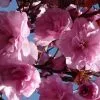 Prunus Royal Burgundy | 12 Lt Pot -All Plants Sales Store TR30000170 bbd6