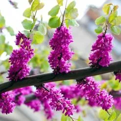 Cercis Chinensis Avondale | 12 Lt Pot