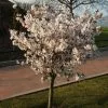 Prunus The Bride | 11.5 Lt Pot -All Plants Sales Store TR30000190 046c