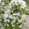 Malus Brevipes Wedding Bouquet | 12L Pot -All Plants Sales Store TR30000204 4476