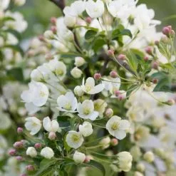 Malus Brevipes Wedding Bouquet | 12L Pot