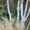 Betula Utilis Var. Jacquemontii | 1.5lt Multistem 20cm 2 Betula Utilis Var. Jacquemontii | 1.5lt Multistem 20cm -All Plants Sales Store TR30000210 a1e7