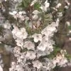 Prunus Snow Goose | 12 Lt Pot -All Plants Sales Store TR30000228 5a96