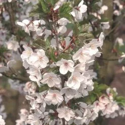 Prunus Snow Goose | 12 Lt Pot