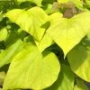 Catalpa Bignonioides Aurea | 12L Pot