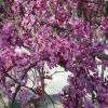 Cercis Canadensis Lavender Twist ('Covey') | 12 Lt Pot -All Plants Sales Store TR30000244 a560