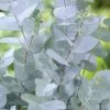 Eucalyptus Gunnii | 7 Lt Pot -All Plants Sales Store TR30000250 89a2
