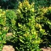 Fagus Sylvatica Dawyck Gold | 12L Pot