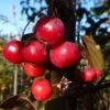 Malus Toringo Scarlett | 12L Pot -All Plants Sales Store TR30000316 d586