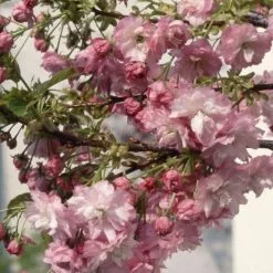 Prunus Little Pink Perfection | 11.5 Lt Pot