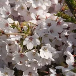 Prunus × Yedoensis | Bare Root