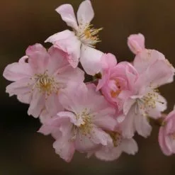 Prunus X Subhirtella Autumnalis Rosea | Bare Root