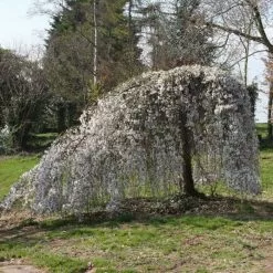 Prunus Weeping Yoshino | Bare Root