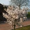 Prunus The Bride | Bare Root -All Plants Sales Store TR30000392 804a
