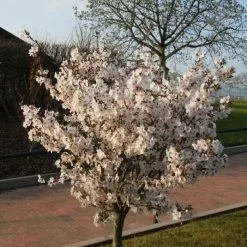 Prunus The Bride | Bare Root