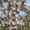 Prunus Sunset Boulevard | Bare Root -All Plants Sales Store TR30000394 4256