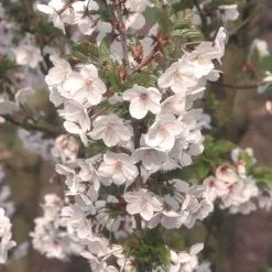 Prunus Snow Goose | Bare Root