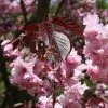 Prunus Royal Burgundy | Bare Root -All Plants Sales Store TR30000399 d499