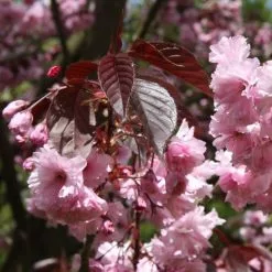 Prunus Royal Burgundy | Bare Root