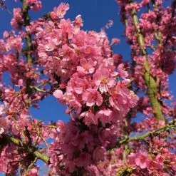 Prunus Kursar | Bare Root