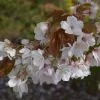 Prunus Chocolate Ice ('Matsumae-fuki') | Bare Root -All Plants Sales Store TR30000407 8fd1