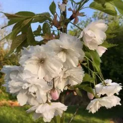 Prunus Shōgetsu | Bare Root