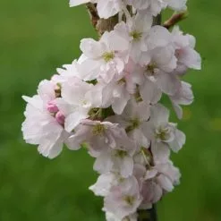 Prunus Amanogawa | Bare Root