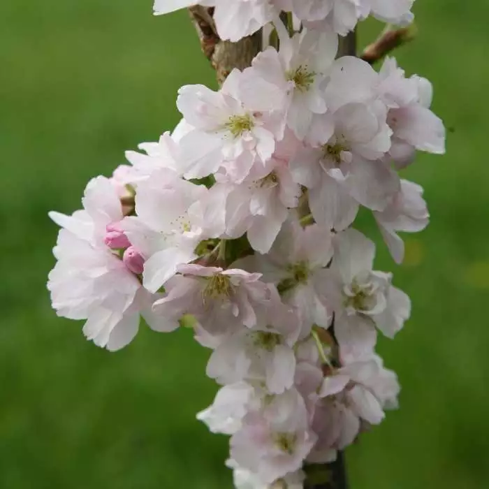 Prunus Amanogawa | Bare Root 3 Prunus Amanogawa | Bare Root
