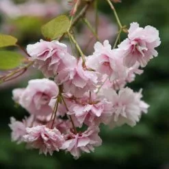 Prunus Kiku-shidare-zakura | Bare Root