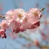 Prunus Accolade | Bare Root -All Plants Sales Store TR30000433 afaf