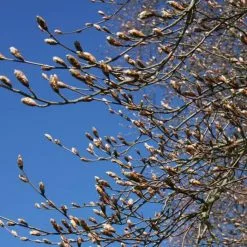 Fagus Sylvatica | Bare Root