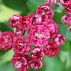 Crataegus Laevigata Paul's Scarlet | Bare Root