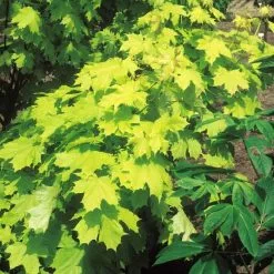 Acer Platanoides Princeton Gold ('Prigo') (PBR) | Bare Root