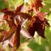 Liquidambar Styraciflua | 12L Pot -All Plants Sales Store TR30000558 1469