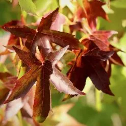 Liquidambar Styraciflua | 12L Pot