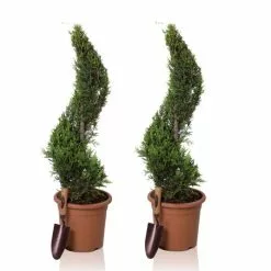 4ft Cypress Topiary Swirl Pair | 9L Pot | Cupressocyparis Leylandii 'Gold Rider'