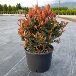 30cm Photinia 'Little Red Robin' Ball | 6L Pot