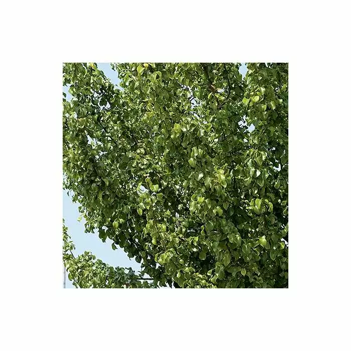 Pyrus Calleryana 'Chanticleer' | Ornamental Pear Tree | 9L Pot | 120-150cm 5 Pyrus Calleryana 'Chanticleer' | Ornamental Pear Tree | 9L Pot | 120-150cm - Image 3