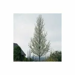 Pyrus Calleryana 'Chanticleer' | Ornamental Pear Tree | 9L Pot | 120-150cm 11 Pyrus Calleryana 'Chanticleer' | Ornamental Pear Tree | 9L Pot | 120-150cm -All Plants Sales Store TR87583 add image 4 18ec