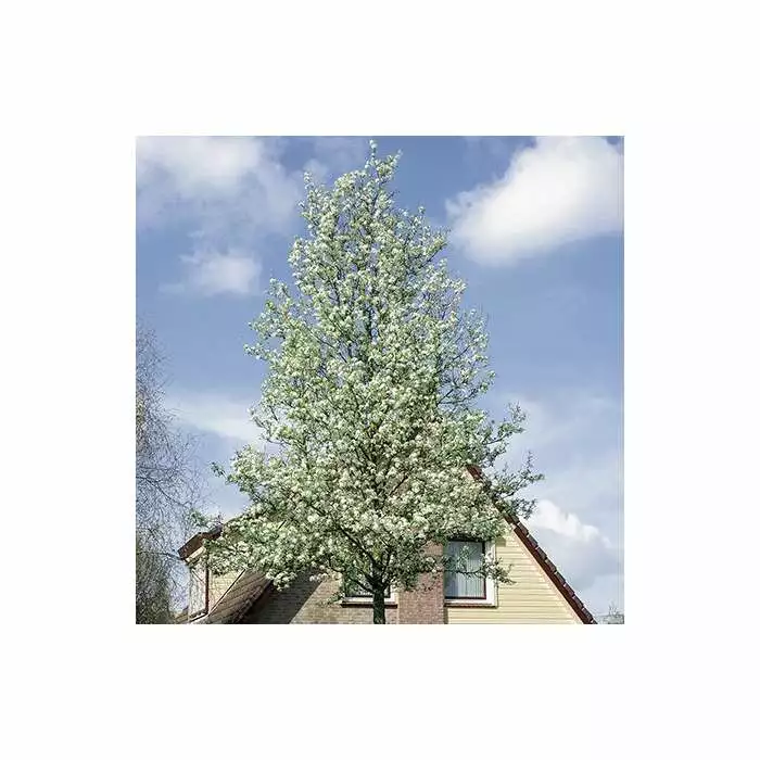 Pyrus Calleryana 'Chanticleer' | Ornamental Pear Tree | 9L Pot | 120-150cm 3 Pyrus Calleryana 'Chanticleer' | Ornamental Pear Tree | 9L Pot | 120-150cm