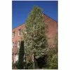 Pyrus Calleryana 'Chanticleer' | Ornamental Pear Tree | Bare Root| 120-150cm -All Plants Sales Store TR87588 add image 1 ca37