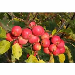 Malus 'Jelly King' | Culinary Crab Apple Tree | 9L Pot | 120-150cm
