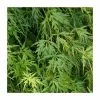 Acer Palmatum 'Seiryū' | Japanese Maple Tree | 7.5L Pot | 120-150cm 1 Acer Palmatum 'Seiryū' | Japanese Maple Tree | 7.5L Pot | 120-150cm -All Plants Sales Store TR87601 main image 9a82