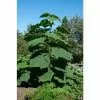 Paulownia Tomentosa | Fox Glove Tree | 9L Pot | 120-150cm -All Plants Sales Store TR87603 main image 1b9b