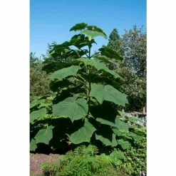 Paulownia Tomentosa | Fox Glove Tree | 9L Pot | 120-150cm