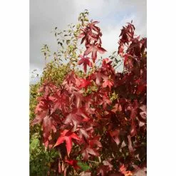 Liquidambar Styraciflua 'Thea' | Sweet Gum Tree | 9L Pot | 120-150cm