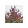 Liquidambar Styraciflua 'Worplesdon' | Sweet Gum Tree | 9L Pot | 120-150cm -All Plants Sales Store TR87606 main image da3d