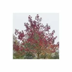 Liquidambar Styraciflua 'Worplesdon' | Sweet Gum Tree | 9L Pot | 120-150cm
